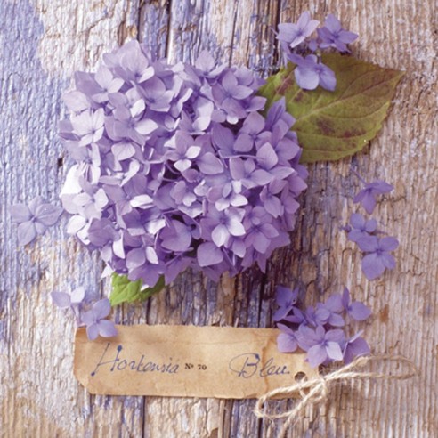SERVILLETA 33X33CM  HORTENSIA BLEU