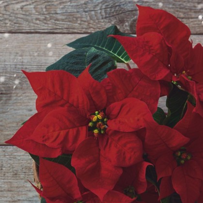 SERVILLETA 33X33CM...